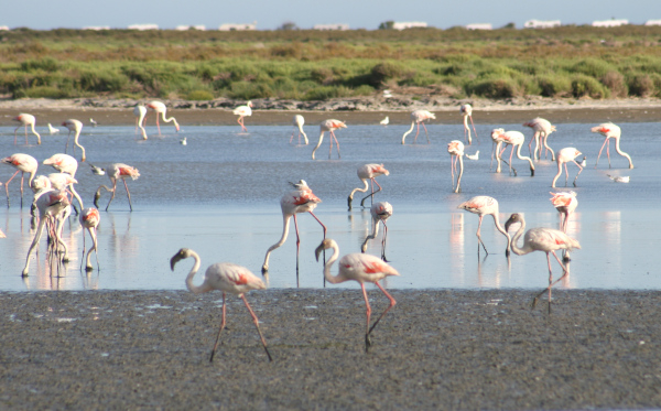 Flamants roses (Phoenicopterus roseus) &copy; Nicolas Macaire / LPO